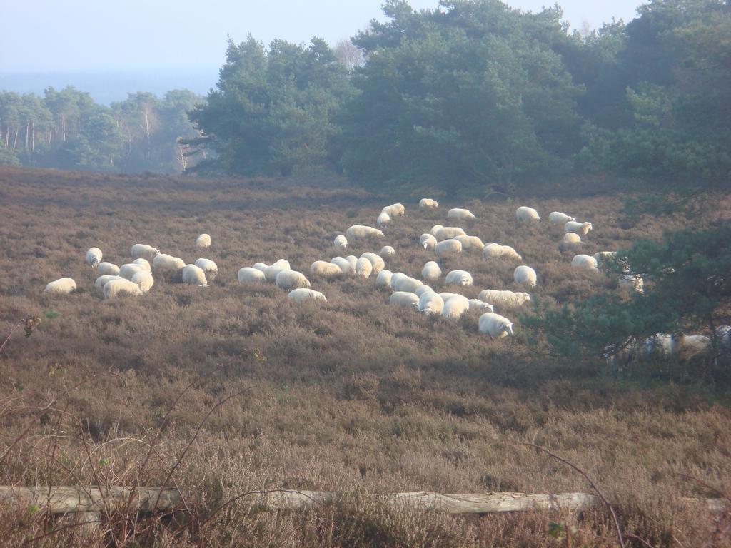 B&B De Luttikhoeve Giethmen Buitenkant foto
